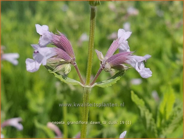 Nepeta grandiflora 'Dawn to Dusk' | Kattenkruid | Großblütige Katzenminze