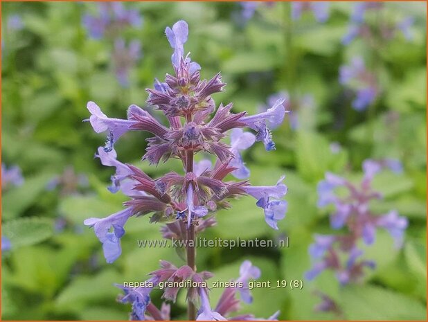 Nepeta grandiflora 'Zinser's Giant' | Kattenkruid | Großblütige Katzenmi