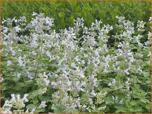 Nepeta racemosa 'Snowflake' | Kattenkruid | Traubige Katzenminze