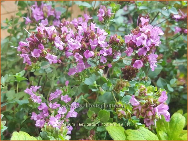 Origanum laevigatum 'Hopleys' | Marjolein, Majoraan | Glatter Dost