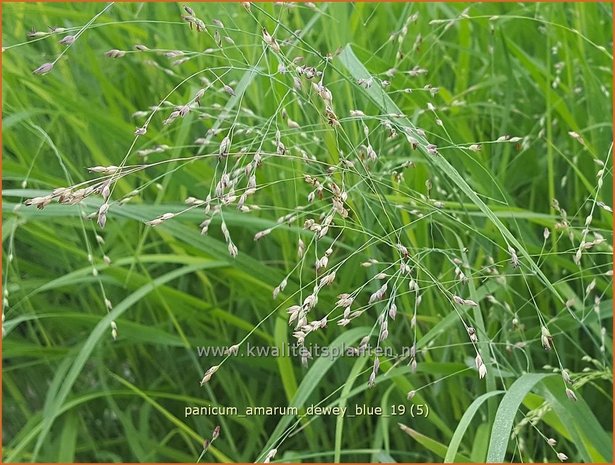 Panicum amarum 'Dewey Blue' | Vingergras, Parelgierst | Küstenrutenhirse