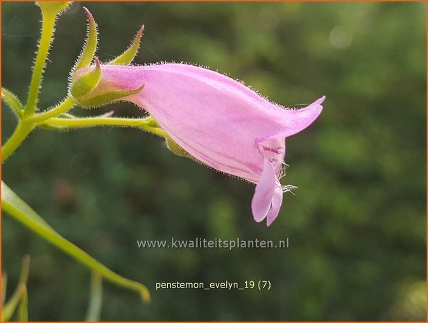 Penstemon 'Evelyn' | Slangenkop, Schildpadbloem | Bartfaden