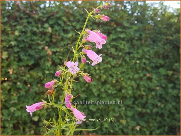 Penstemon 'Evelyn' | Slangenkop, Schildpadbloem | Bartfaden