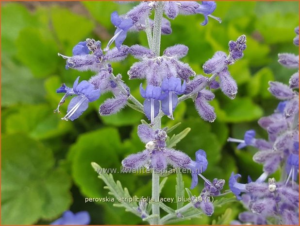 Perovskia atriplicifolia 'Lacey Blue' | Russische salie, Blauwspirea, Reuzenlavendel | Meldeblättrige Blau