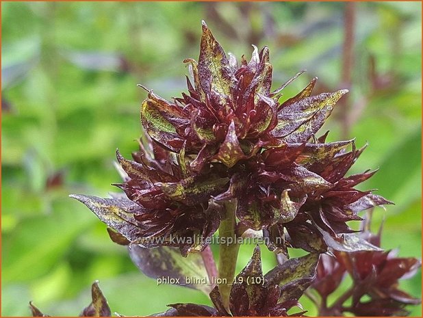 Phlox 'Blind Lion' | Hoge vlambloem, Vlambloem, Flox, Floks | Hohe Flammenblume