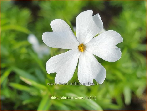 Phlox 'Fabulous White' | Kruipphlox, Vlambloem, Flox, Floks | Polsterphlox