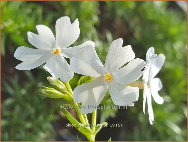 Phlox 'Fabulous White' | Kruipphlox, Vlambloem, Flox, Floks | Polsterphlox