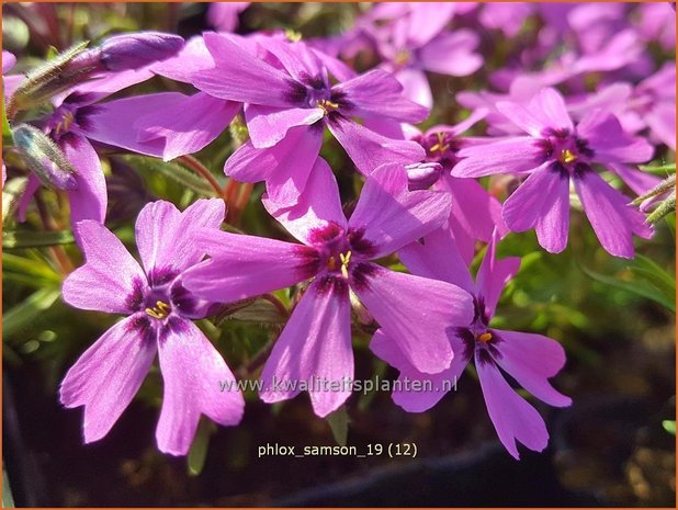 Phlox 'Samson' | Kruipphlox, Vlambloem, Flox, Floks | Polsterphlox