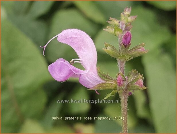 Salvia pratensis 'Rose Rhapsody' | Veldsalie, Salie, Salvia | Wiesen-Salbei