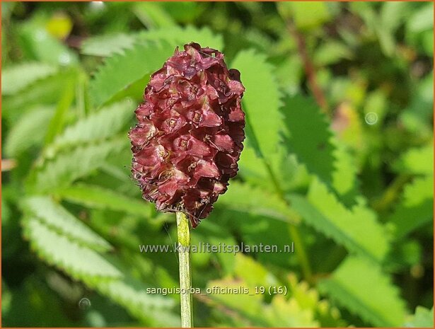 Sanguisorba officinalis | Pimpernel, Sorbenkruid | Großer Wiesenknopf