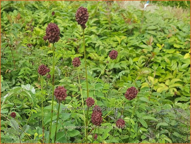 Sanguisorba officinalis | Pimpernel, Sorbenkruid | Großer Wiesenknopf