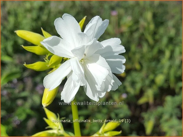 Saponaria officinalis 'Betty Arnold' | Zeepkruid | Echtes Seifenkraut