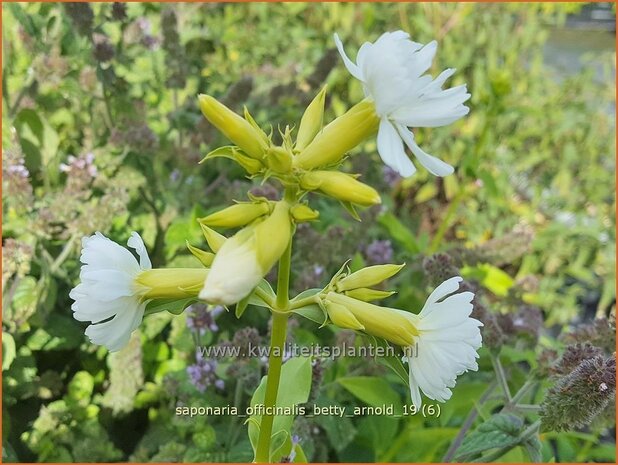 Saponaria officinalis 'Betty Arnold' | Zeepkruid | Echtes Seifenkraut