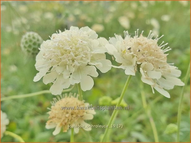 Scabiosa ochroleuca | Duifkruid, Schurftkruid | Gelbe Skabiose