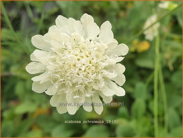 Scabiosa ochroleuca | Duifkruid, Schurftkruid | Gelbe Skabiose