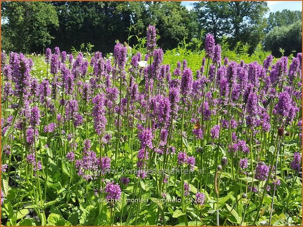 Stachys monieri 'Hummelo' | Andoorn | Dichtblütiger Ziest