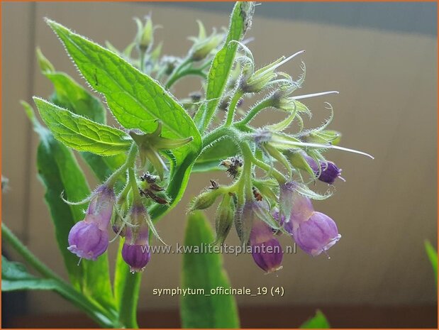 Symphytum officinale | Smeerwortel | Gew&#x00f6;hnlicher Beinwell