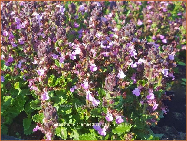 Teucrium chamaedrys 'Nanum' | Gamander | Echter Gamander