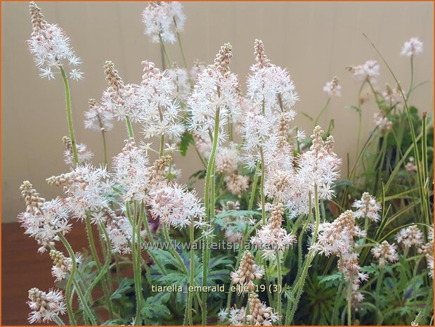 Tiarella 'Emerald Ellie' | Schuimbloem, Perzische muts | Schaumblüte