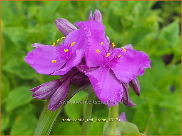 Tradescantia 'Red Grape' | Eendagsbloem, Vaderplant, Matrozensla | Dreimasterblume