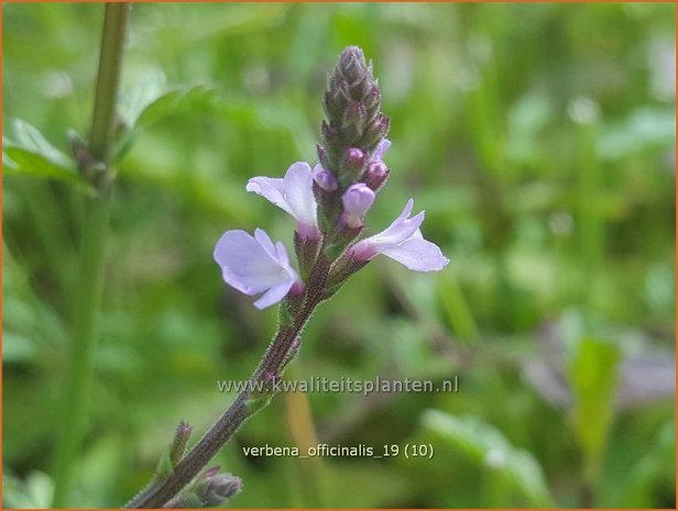 Verbena officinalis | IJzerhard | Echtes Eisenkraut