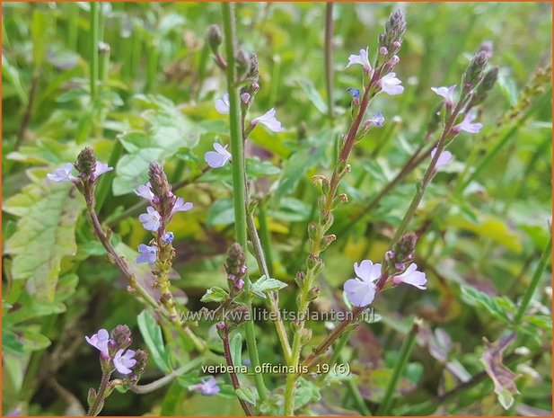 Verbena officinalis | IJzerhard | Echtes Eisenkraut