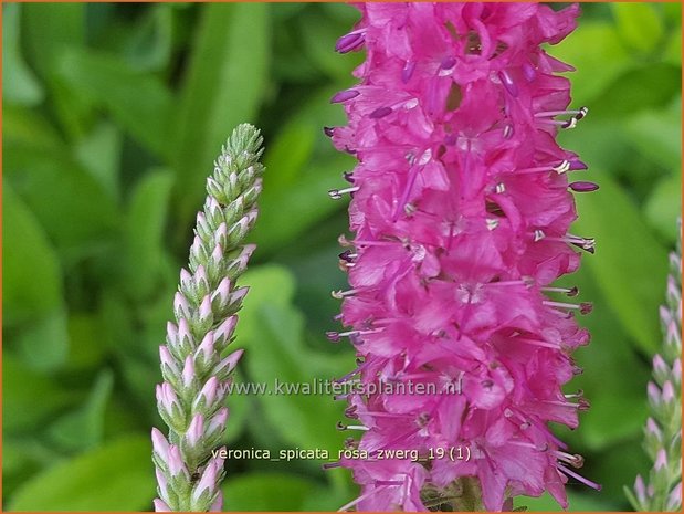 Veronica spicata 'Rosa Zwerg' | Aarereprijs, Ereprijs | Ähren-Ehrenpreis