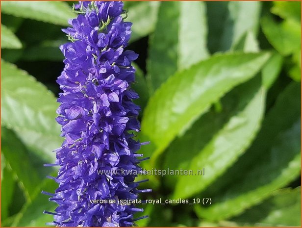 Veronica spicata 'Royal Candles' | Aarereprijs, Ereprijs | Ähren-Ehrenpreis