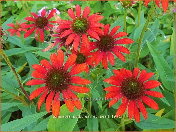 Echinacea purpurea 'Red Pearl' | Rode zonnehoed, Zonnehoed | Roter Sonnenhut