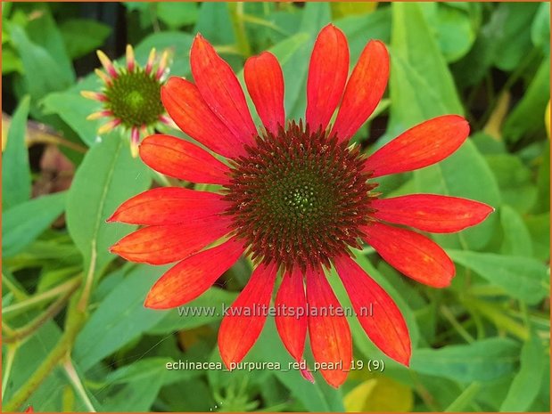 Echinacea purpurea 'Red Pearl' | Rode zonnehoed, Zonnehoed | Roter Sonnenhut