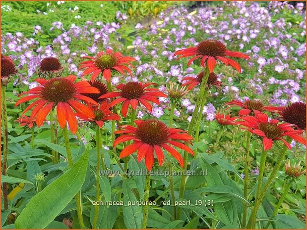 Echinacea purpurea 'Red Pearl' | Rode zonnehoed, Zonnehoed | Roter Sonnenhut