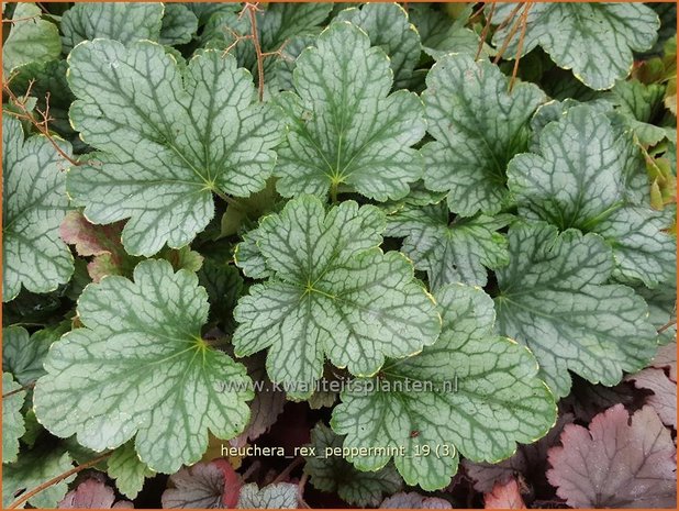 Heuchera 'Rex Peppermint' | Purperklokje | Purpurglöckchen