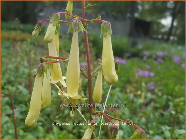 Phygelius rectus 'Lemon Teardrops' | Kaapse fuchsia | Kapfuchsie