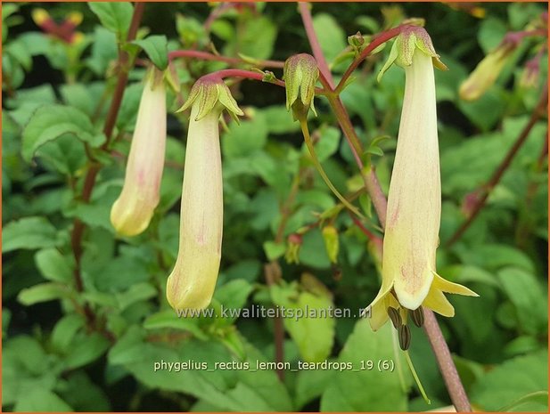 Phygelius rectus 'Lemon Teardrops' | Kaapse fuchsia | Kapfuchsie