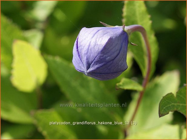 Platycodon grandiflorus 'Hakone Blue' | Ballonklokje | Ballonblume