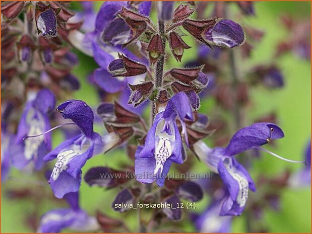 Salvia forskaohlei | Salie, Salvia | Salbei