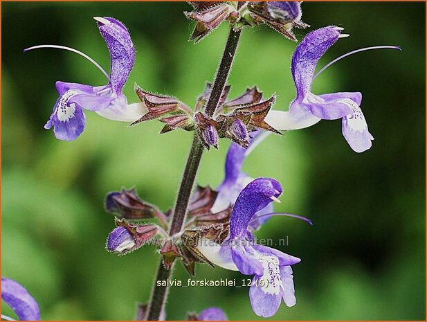 Salvia forskaohlei | Salie, Salvia | Salbei