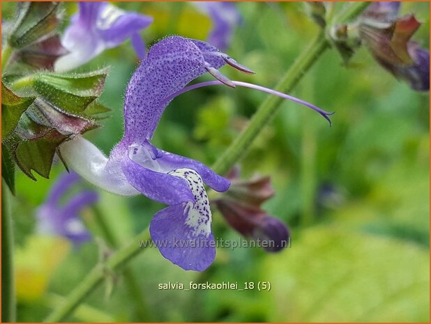 Salvia forskaohlei | Salie, Salvia | Salbei