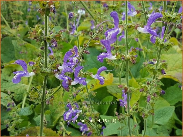 Salvia forskaohlei | Salie, Salvia | Salbei