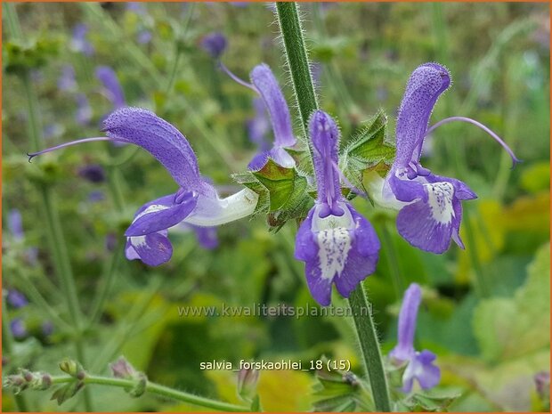 Salvia forskaohlei | Salie, Salvia | Salbei