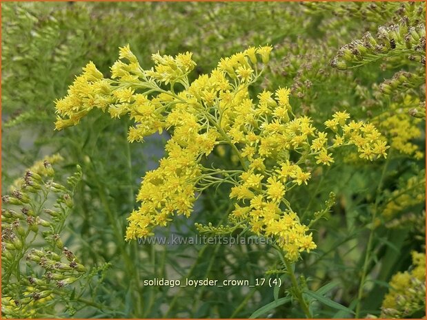 Solidago 'Loysder Crown' | Guldenroede | Goldrute