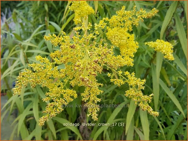 Solidago 'Loysder Crown' | Guldenroede | Goldrute