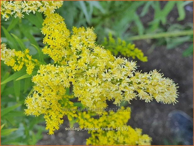 Solidago 'Loysder Crown' | Guldenroede | Goldrute