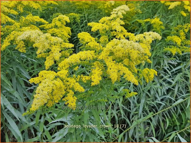 Solidago 'Loysder Crown' | Guldenroede | Goldrute