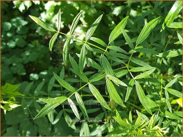 Thalictrum lucidum | Ruit | Glänzende Wiesenraute