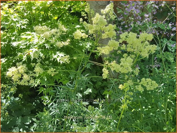 Thalictrum lucidum | Ruit | Glänzende Wiesenraute