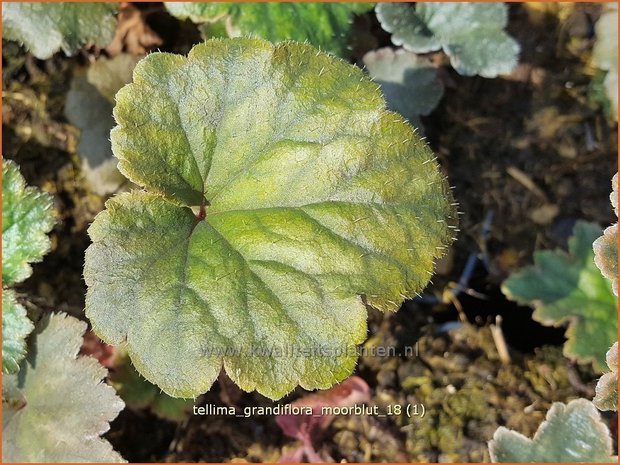 Tellima grandiflora 'Moorblut' | Franjekelk, Mijterloof | Falsche Alraunwurzel