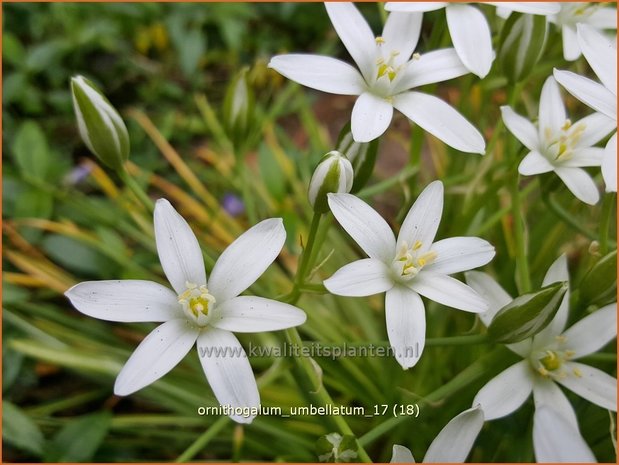 Ornithogalum umbellatum | Gewone vogelmelk, Vogelmelk | Dolden-Milchstern