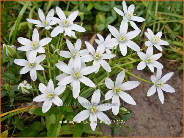 Ornithogalum umbellatum | Gewone vogelmelk, Vogelmelk | Dolden-Milchstern