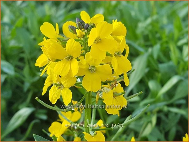 Erysimum 'Yellow Bird' | Vaste muurbloem, Steenraket, Muurbloem | Schöterich